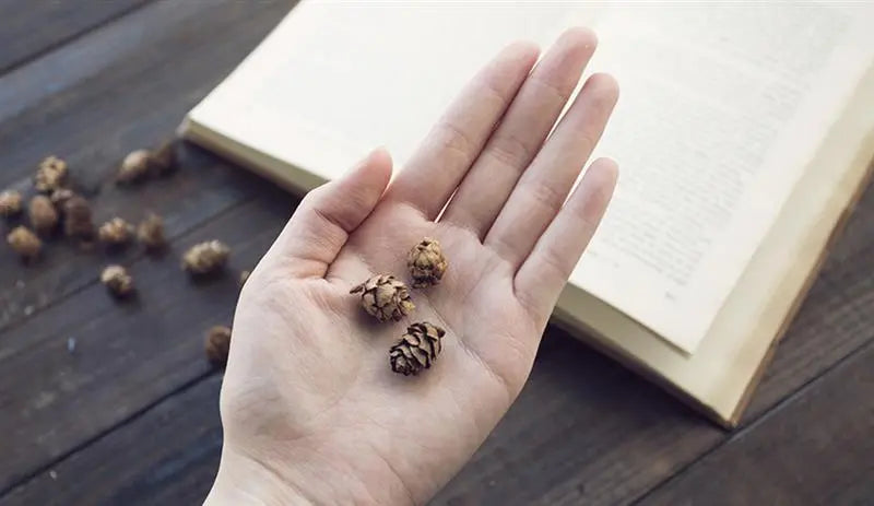 20PCS Wooden Natural Pinecone Christmas Tree Hanging DIY 3D Vivid Pine Cones Ornaments Party Christmas Decor Home Decors eprolo