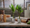 Plant Pot Galvanized Mayra and Company