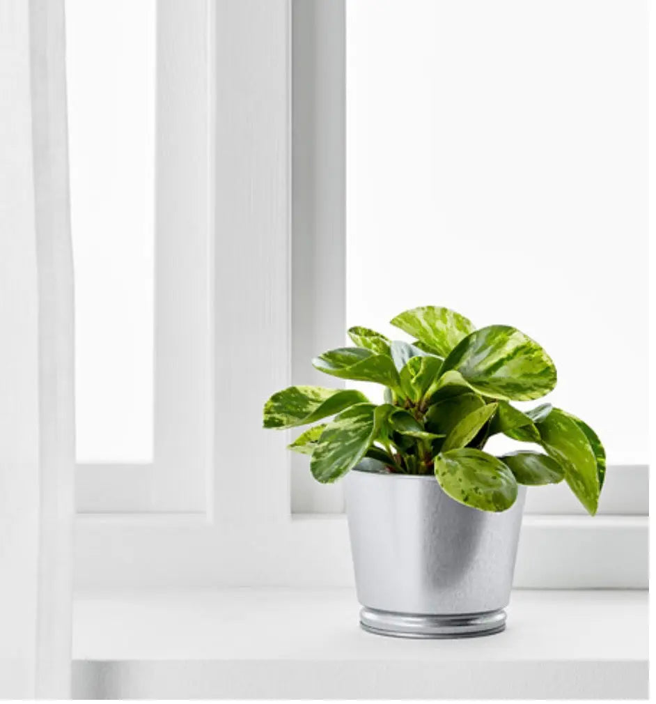 Plant Pot Galvanized Mayra and Company